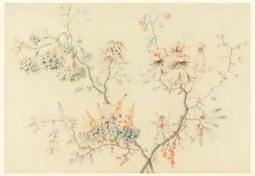 Piirustus, Kukkivat oksat, 1775-1800