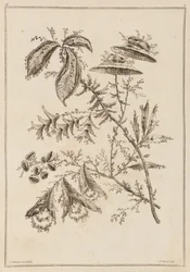 Kukka oksa