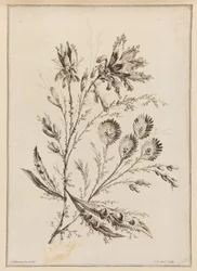 Kukka oksa