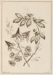 Kukka oksa