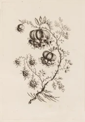 Kukkaoksa, "Fleures Persannes"