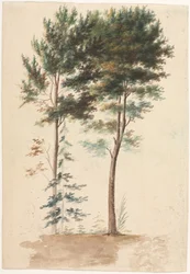 Puut, 1700-luku.