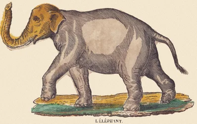 Norsu, noin 1840-1852 (litografia).