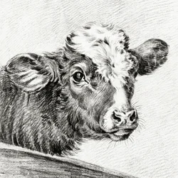 Lehmän pää