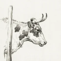 Lehmän pää, oikealle katsova (1820)