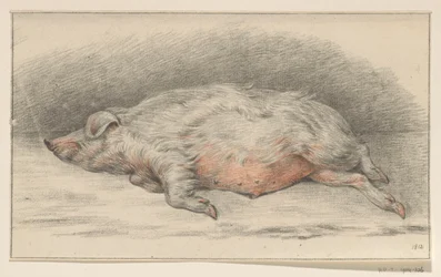 Makaa sika, vasemmalla
