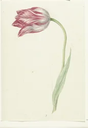 Vaaleanpunainen tulppaani
