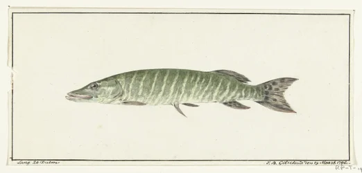 Hauki