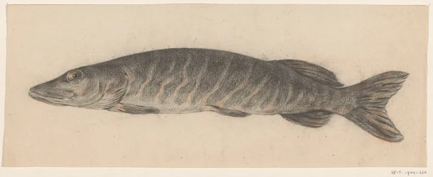 hauki, vasemmalle