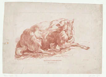 makaavia lampaita Mouton d
