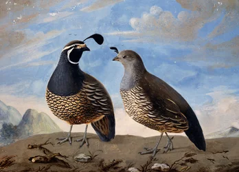 Kalifornian peltopyypari, Prevostin akvarelli, Jean-Francois de Galaup de La Perousen (1741-1788) minuuttien matkalta vuosina 1785-1788
