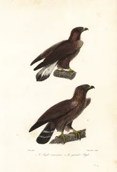 Kultakotka, Aquila chrysaetos.