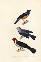 Turkoosi tanager, siniharmaa tanager ja punahattuinen kardinaali.