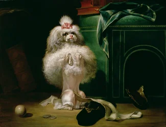 Havannah-rotuinen koira, 1768