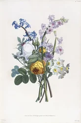 Norcissi, Rosa, Hasainth, ೧೮೦೫