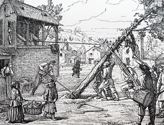 Maypolen istutus