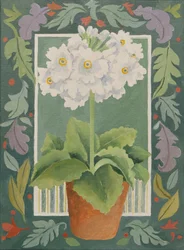 Valkoinen Primula (akryyli)