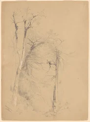 Kaaterskill neilikka