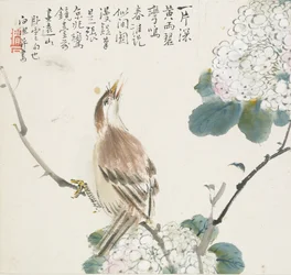 Kiinalainen hwamei, 1857