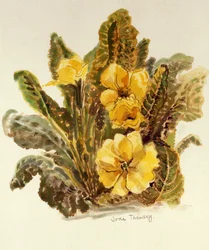 Primrose, 2010, vesiväri käsintehdylle paperille,