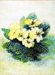 Primrose Pale Yellow, 2005 (vesiväri)