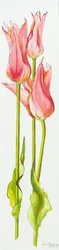 Kolme punaista liljakukkaista tulppaania Marianne,akvarelli,2010