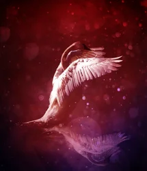 Bird Kingdom 7 (verilinja)
