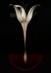 Bleeding lily, 2013 (valokuva)