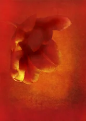 Kukka punaisena, 2016 digivalokuvataide)