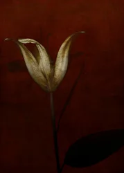 Lilja, 2015 (digitaalinen valokuvataide)