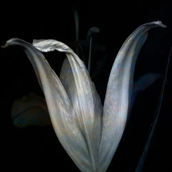 Lily 3, 2018 (digitaalinen valokuvataide)