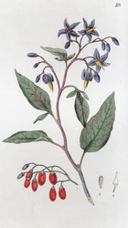 Solanum dulcamara agredolç, 1804-1811 finlandès