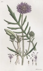 Scabius Knautia arvensis, 1804-1811