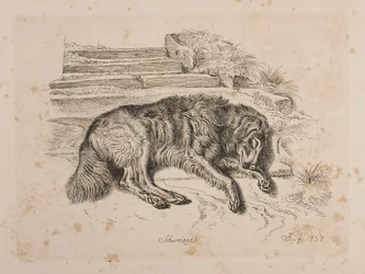 Schweizer, koira