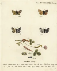 Festoon witaBurnet -koi, Euclidia glyphica 1,2, ja Mother Shipton koi, Euclidia mi, 3-9. Johann Carl Bockin käsinvärinen kuparikaiverrus Eugenius Johann Christoph Esperin Perhoset luonnossa kuvissa, Erlangenh Medicin vaakuna, luultavasti 1648.