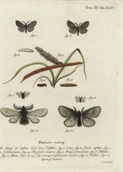 Canephora hirsuta, Ocneria detrita ja Epichnopterix plumella.