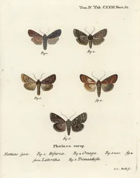 Conformist, Lithophane furcifera 1, kaksoisnukki, Graphiphora augur 2, niukka brindle, Apamea lateritia 3,4 ja hopeakaarit, Polia hepatica 5.