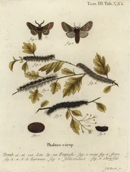Joulukuukoi, Poecilocampa populi.