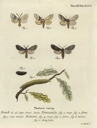 Drymonia dodonaea -perhonen.