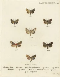 Dusky Sallow, Eremobia ochroleuca 1,4, Cynaeda dentalis 2,3, korvakoi, Amphipoea ocula 5,6 ja tavallinen rustiikki, Mesapamea secalis 7. Johann Carl Bockin käsinvärinen kuparikaiverrus Eugenius Johann Dieperlinge