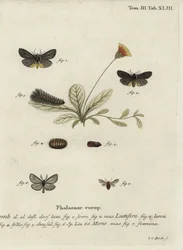 Epatolmis caesarea ja Penthophera morio -perhoset.