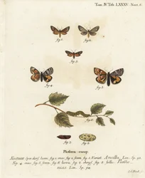 Palvelijakoi, Dysauxes ancilla 1-3 ja oranssi alussiipi, Archiearis parthenias 4-8. Johann Carl Bockin käsinvärinen kuparikaiverrus Eugenius Johann Christoph Esperin Perhoset kuvituksessa luonnosta, Erlangen