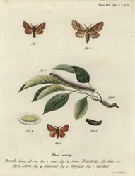 Lakkikoi, Malacosoma neustria.
