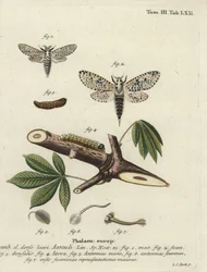 Leopardikoi, Zeusera-ydin.