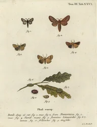 Malacosoma franconicum -yökkönen ja festoon, Apoda limacodes.
