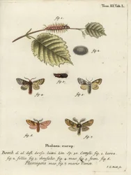 Pähkinä-puun tussock ja plumed näkyvästi.