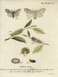 Vaalea pensaskerttu, Calliteara pudibunda.