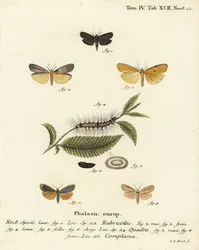 Punakaula-jalkamies, Atolmis rubricollis 1,, nelitäpläinen jalkamies, Lithosia quadra 2-6 ja puhvisjalkija, Katha depressa 7,9. Johann Carl Bockin käsinvärinen kuparikaiverrus Eugenius Johann Christoph Esperin Die Schmetterlingen mukaan Abbildungen na