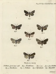 Saksikoi, Hyppa rectilinea 1, leikkurikoi, Hada plebeja 2,3, suon tikari, Acronicta strigosa 4, ruskeapilkkuhammas, Agrochola litura 5, valkoviivainen tikka, Euxoa nigrofusca 6, Opigena polygona 7. Käsinvärjätty kuparikaiverrus Joplatehann Carl Bock jälkee