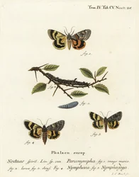 Sweetfern-alussiipi, Catocala antinympha 1-3, Catocala nymphaea 4 ja tammenkeltainen alasiipi, Catocala nymphagoga 5. Johann Carl Bockin käsinvärinen kuparikaiverrus Eugenius Johann Christoph Esperin Die Schmetterlinge in Abbildungen nach der N.